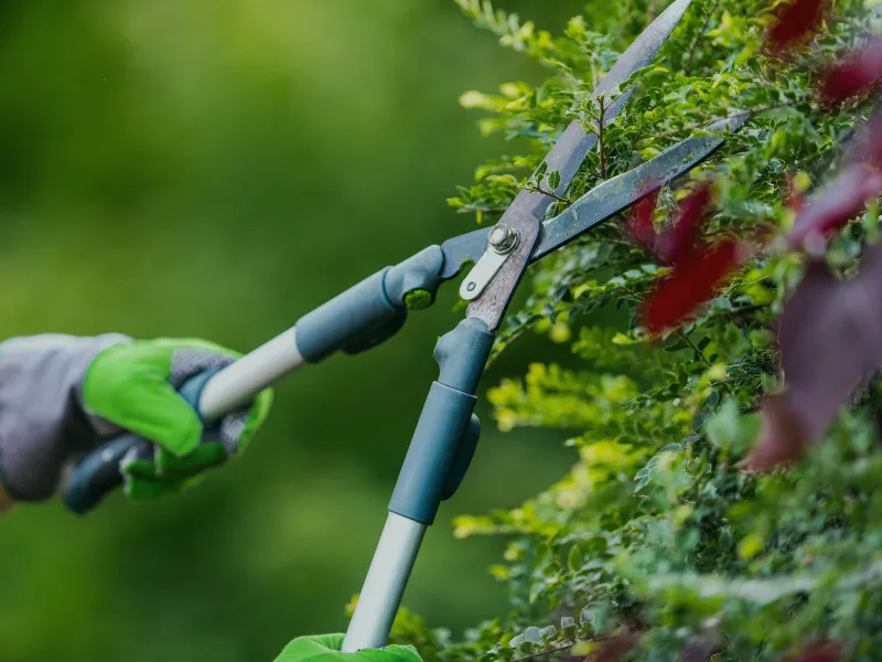 pavage sainte pazanne